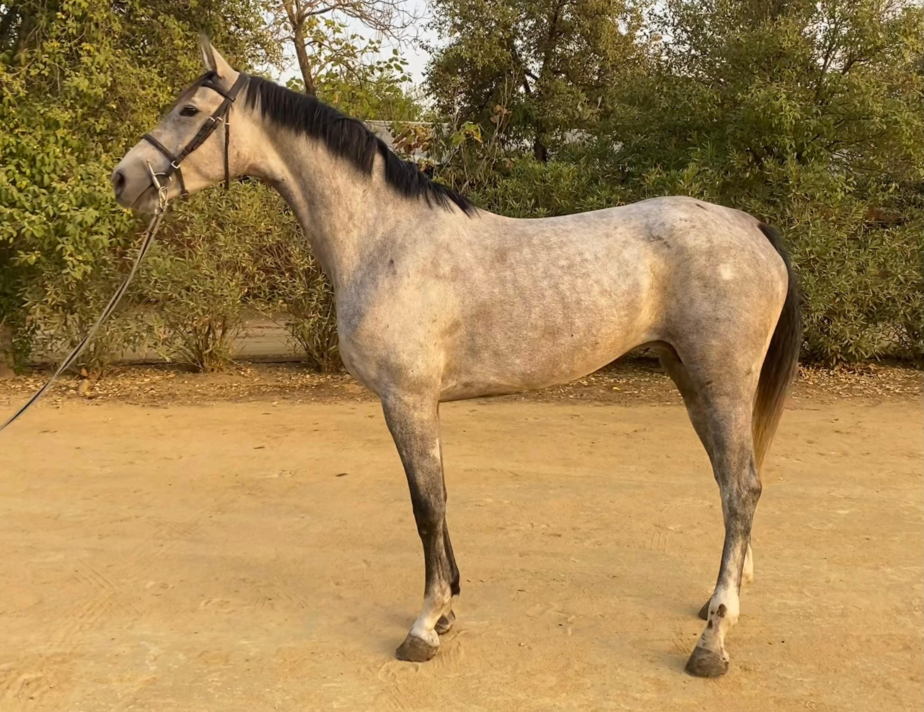horse